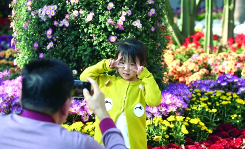 菊开盛世 圳显秋色