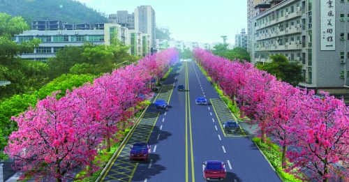 “木棉大道”约你来打卡!观湖首条花卉景观大道改造完成