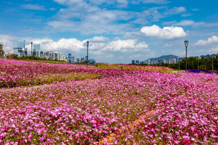 面朝大海,春暖花开!深圳湾流花山花海免费开放啦