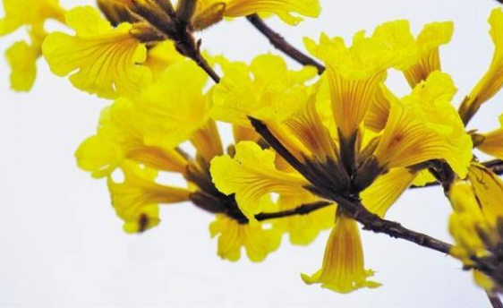 阳春三月花似锦,深圳这几个公园赏花最佳