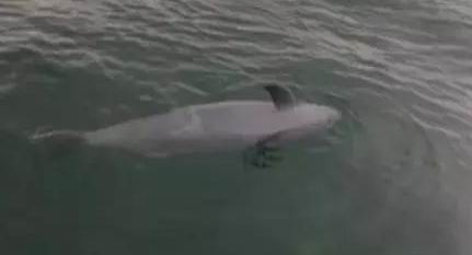图为市民发现海面漂着死亡江豚