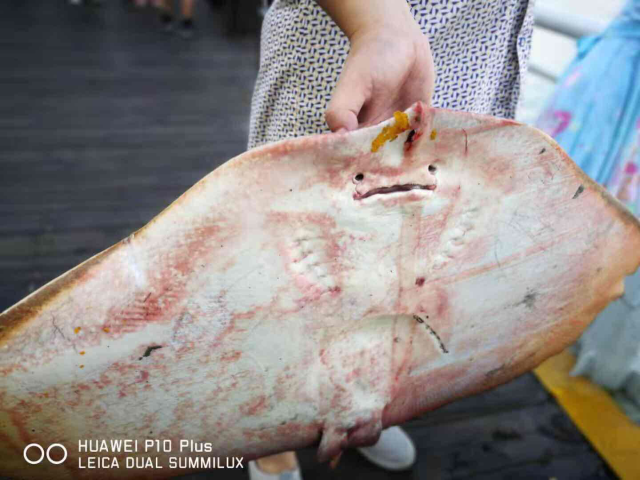 "魔鬼鱼"惊现盐田海域 _新闻资讯_奥一网
