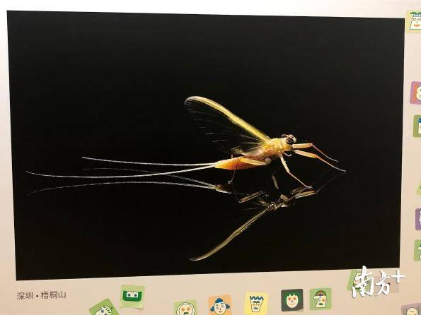 蜉蝣英译mayfly,意指"五月的精灵,它是水质纯洁的象征.