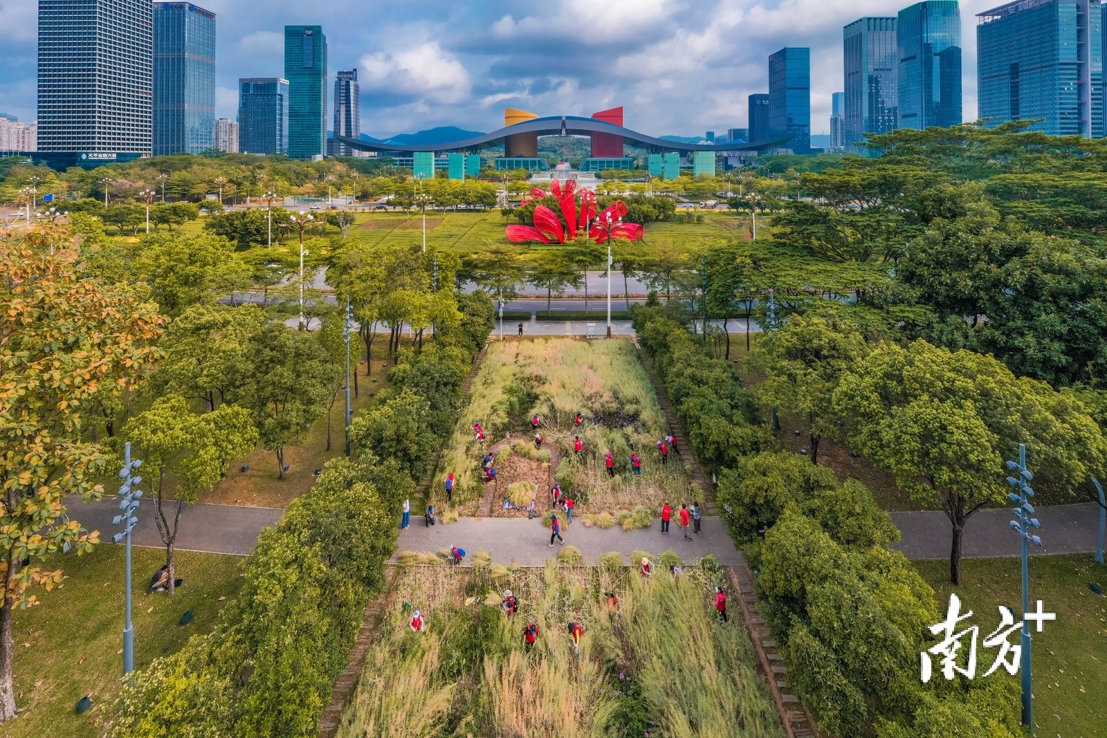 原来,位于深圳中心区,市民中心南广场的五彩油菜花田迎来了首个收获季