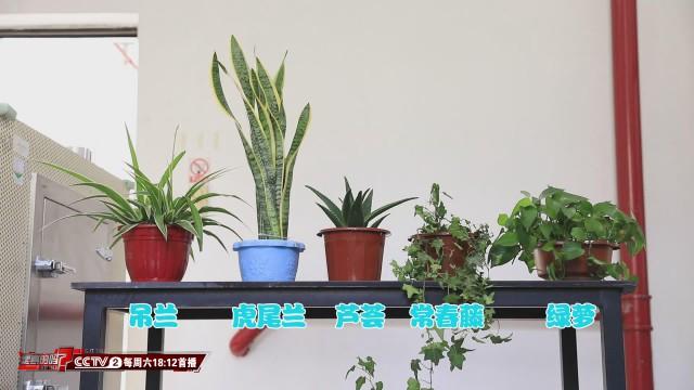 植物能吸收甲醛?专家:效果特别有限