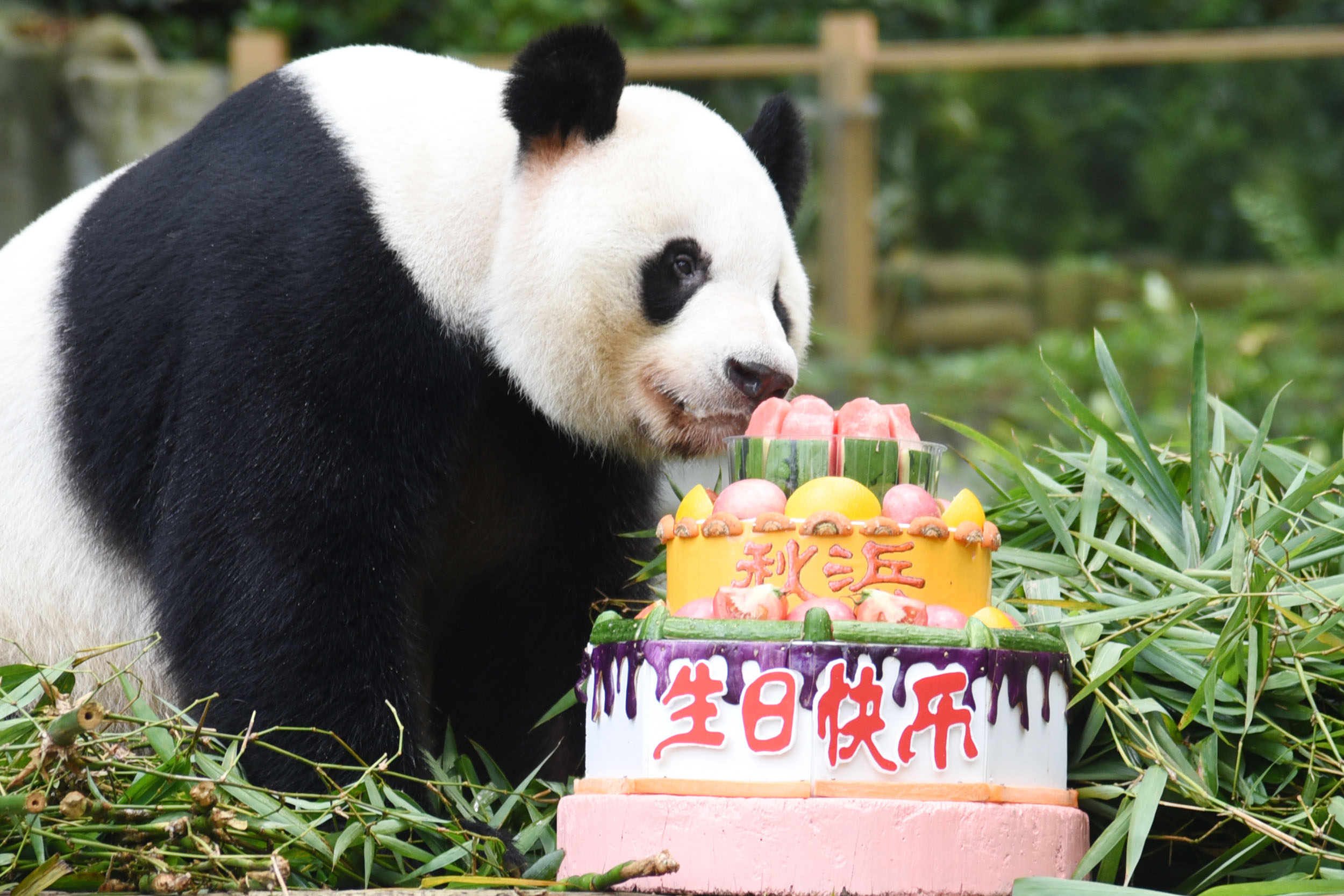 “海归”大熊猫秋浜在深圳举办生日趴