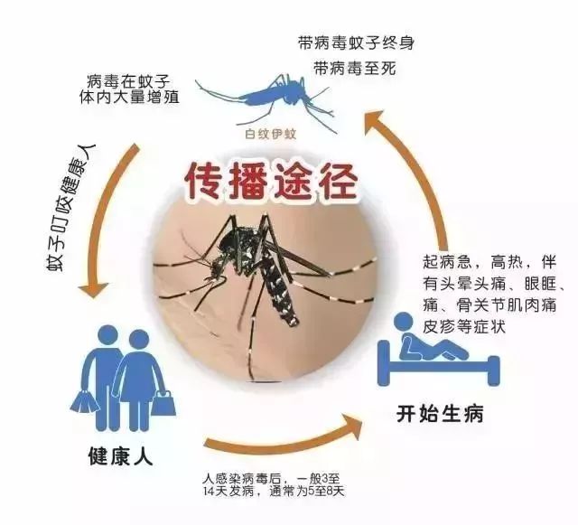 警惕！深圳现两例本地登革热病例，均在同一地点被感染