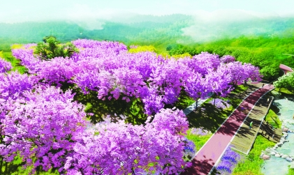 风铃谷又添新绿 罗湖将营造大规模山海花林景观