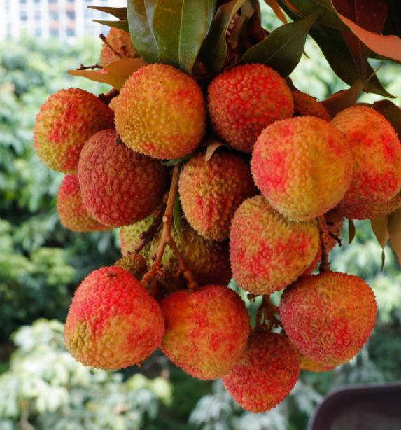 深圳唯一国家农产品地理标志产品黄田荔枝上市