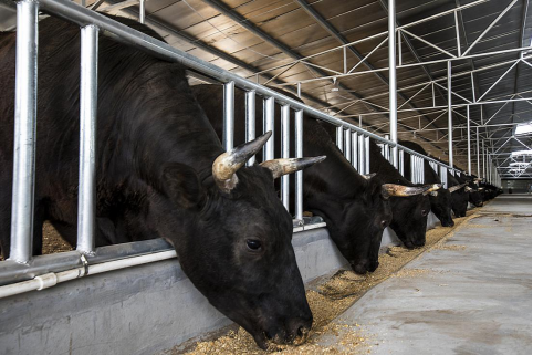 从牧场到餐桌纽澜地黑牛携盒马走出新农业品牌之路