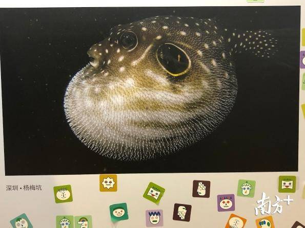 这些动物你见过吗一个城市的朋友圈来了