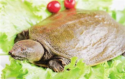 龟类是否禁食成焦点,深圳禁食野生动物条例即将提交审议