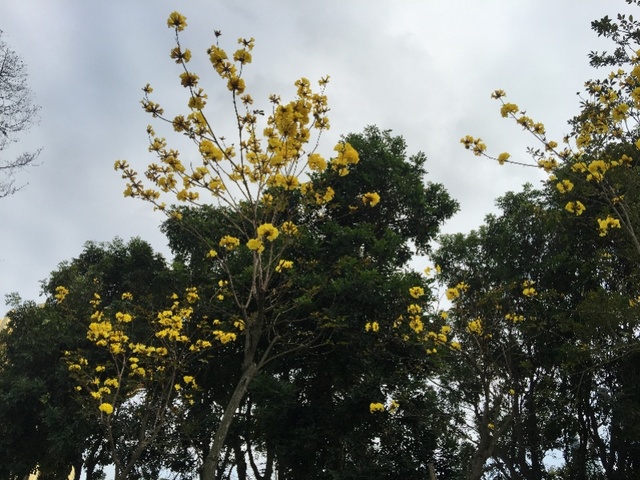 深圳春天來了各大公園花開了