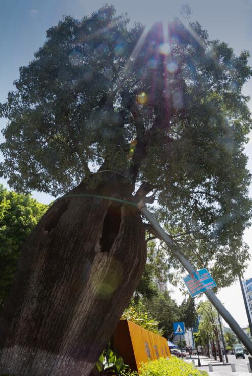 航城:世界环境日,去黄田公园欣赏风景吧! _深圳街坊_深新闻_奥一网