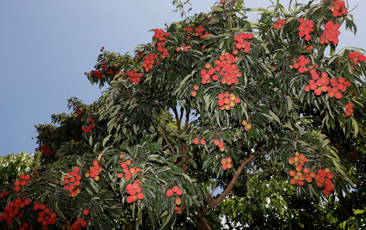 航城:黄田荔枝即将开摘