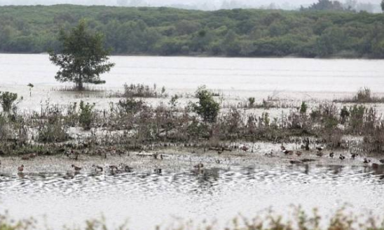 深圳1处湿地上榜国家重要湿地名录