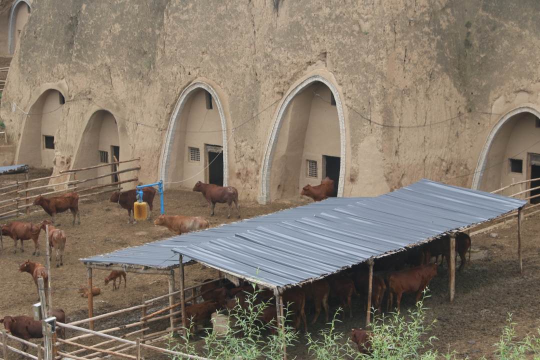 老窑洞里有了牛生意