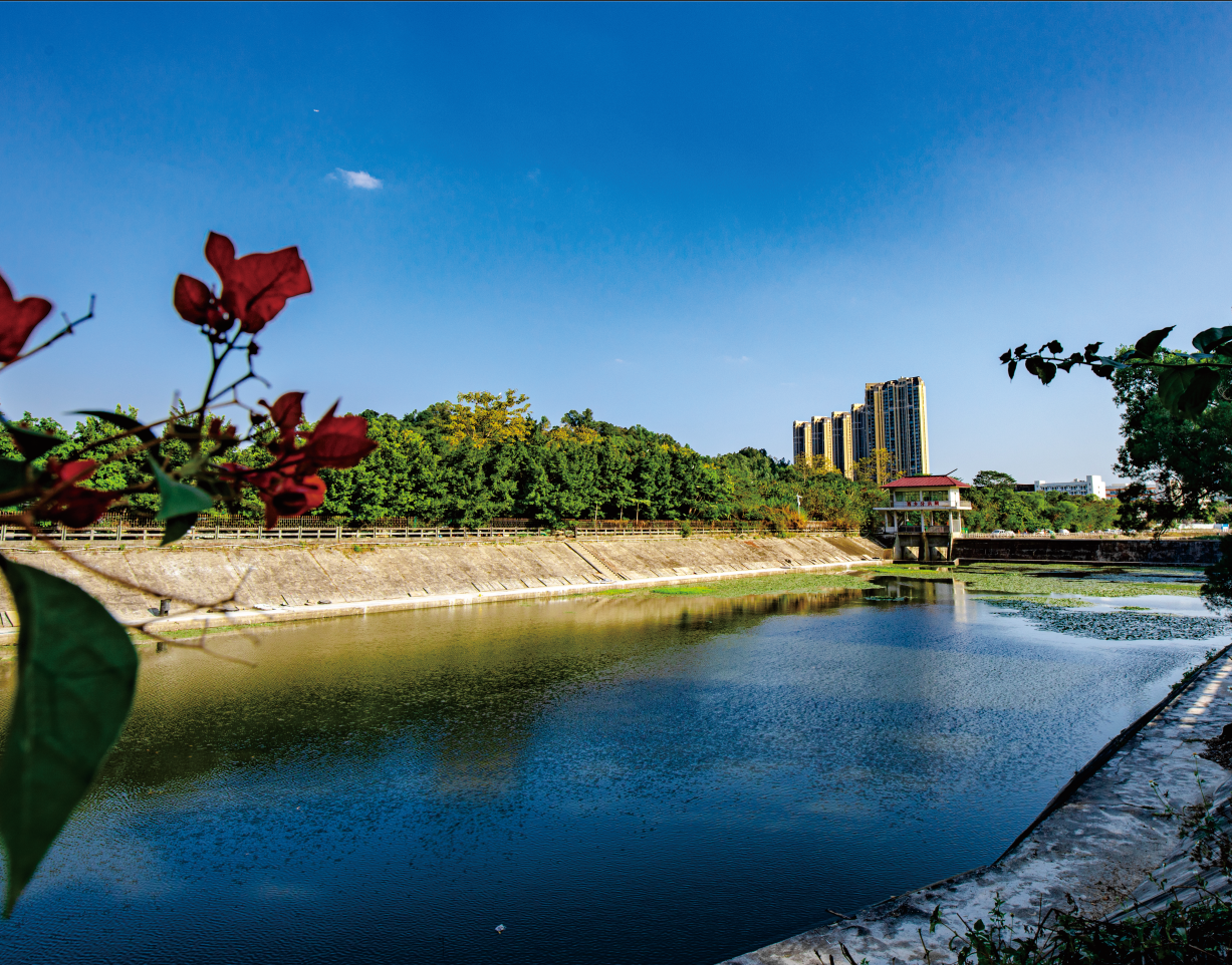 一河两岸西乡河解码(二)|河道减负 拿下"拦路虎"