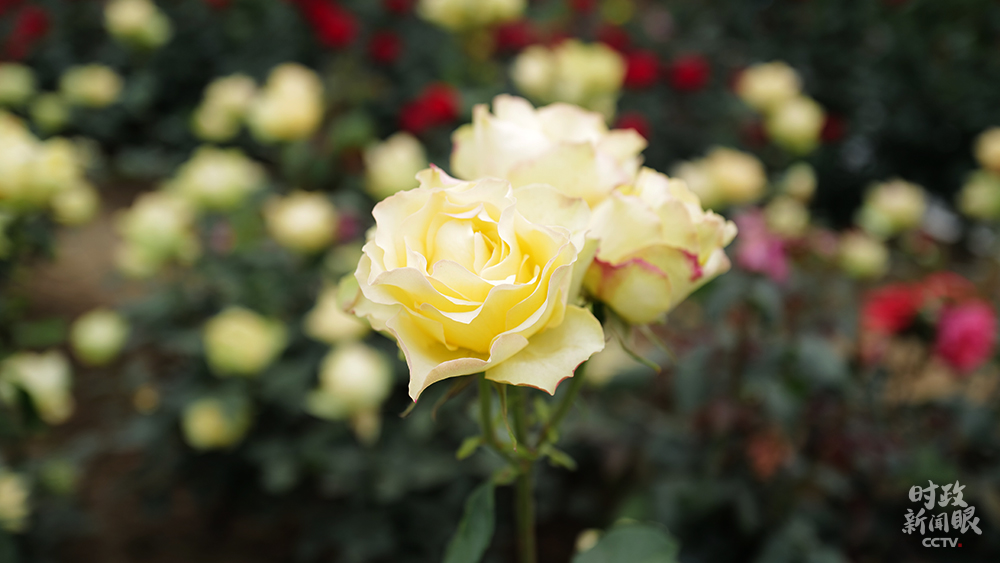 88cf9aa746f82ca1.jpg