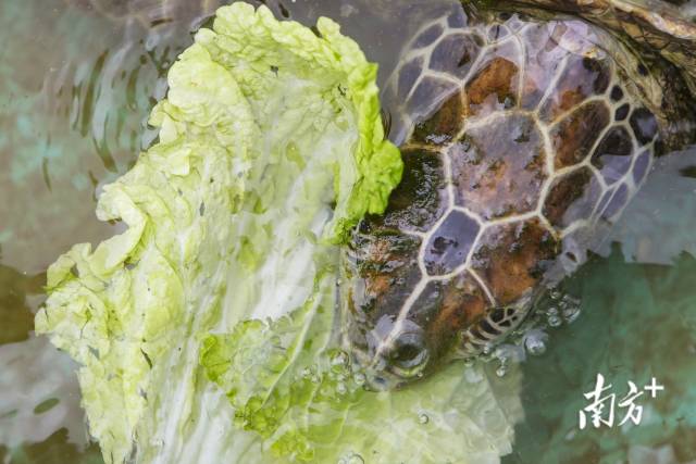 海龟吃什么好 6112089c6eeaa.jpg