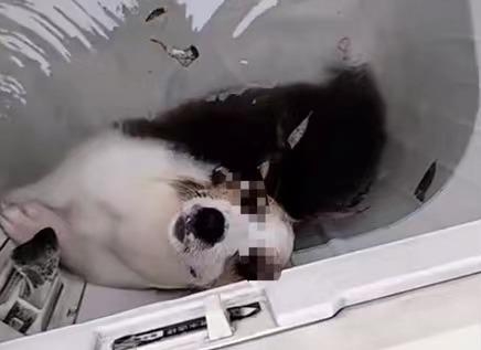 河南一网民被曝发布在洗衣机里淹狗的视频！