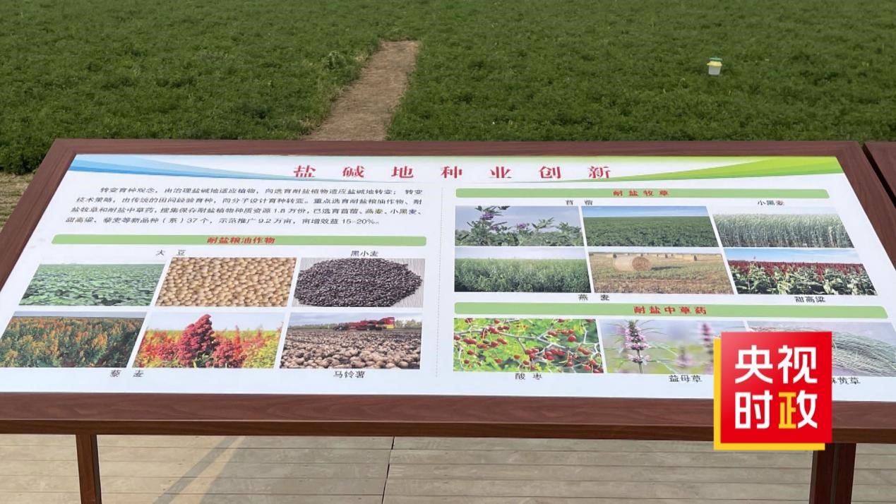 时政现场说丨科技赋能东营盐碱地上创奇迹