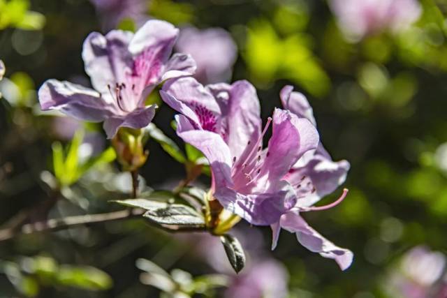 3月花歷 | 春光三月,花開鵬城_深圳24小時_深新聞_奧一網