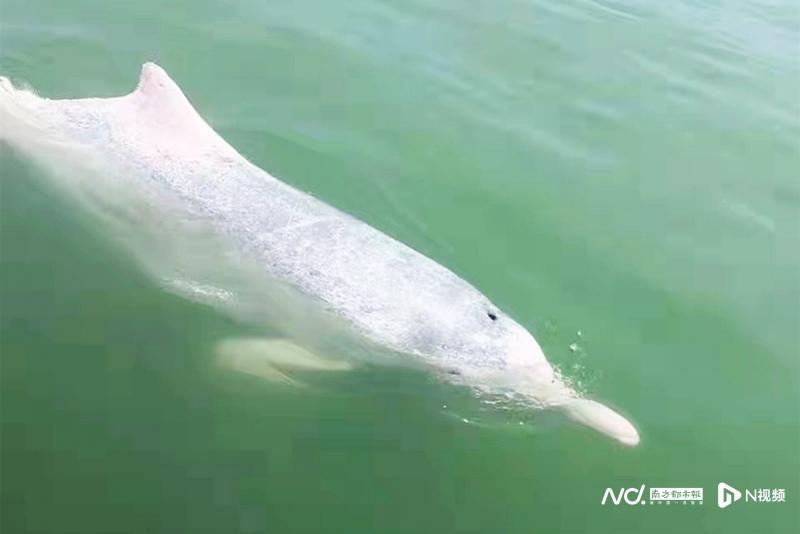 广东雷州湾海域发现约30只中华白海豚！