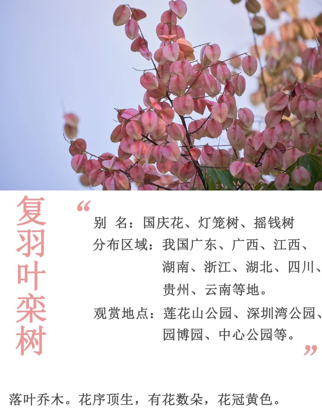 10月花历| 金秋十月，各色秋花争奇斗艳_深圳24小时_深新闻_奥一网