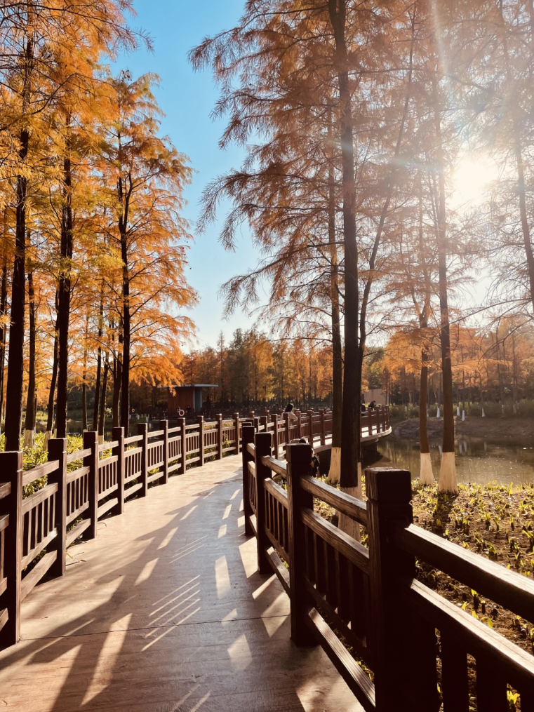 新年伊始正是紅花嶺公園落羽杉最佳觀賞期此時的落羽杉如同在冬日暖陽