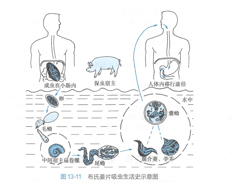 布氏姜片吸虫生活史图片