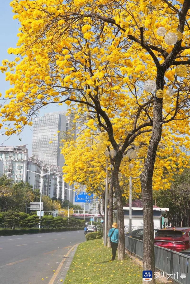 太美啦深圳的黄花风铃木开了满街都是春天